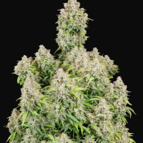 Cinderella Auto Fast Buds Seeds