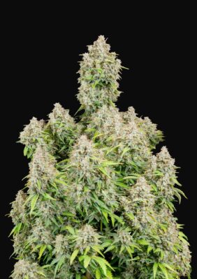 Cinderella Auto Fast Buds Seeds