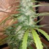 Cinderella Jack Auto Dutch Passion Seeds