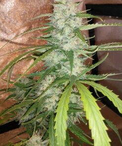 Cinderella Jack Auto Dutch Passion Seeds