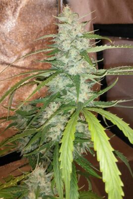 Cinderella Jack Auto Dutch Passion Seeds