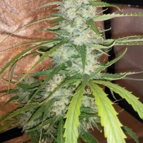 Cinderella Jack Auto Dutch Passion Seeds