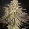 Cloud Walker Green House Seeds