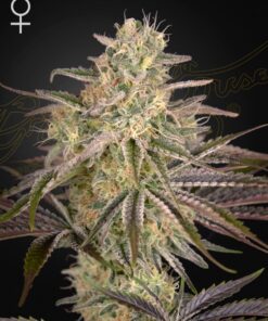 Cloud Walker Green House Seeds