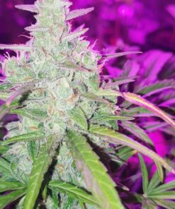Colorado Cookies Auto Dutch Passion Seeds