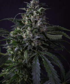 Creeper regular SuperSativaSeedClub