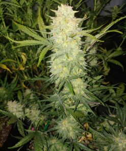 Critical Auto Fast Buds Seeds