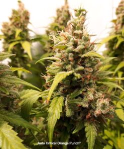 Critical Orange Punch Auto Dutch Passion Seeds