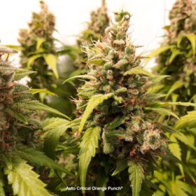 Critical Orange Punch Auto Dutch Passion Seeds