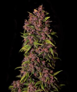Crystal Meth Auto Fast Buds Seeds