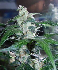 Daiquiri Lime Auto Dutch Passion Seeds