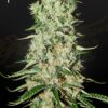 Damnesia Green House Seeds