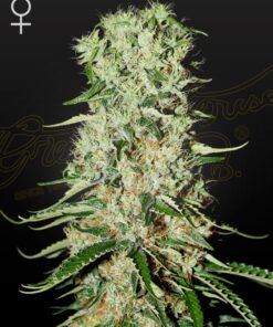 Damnesia Green House Seeds