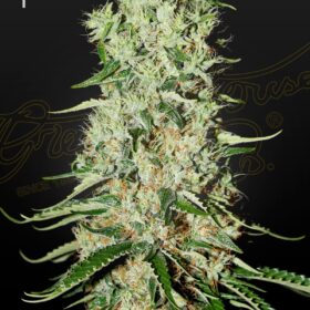 Damnesia Green House Seeds