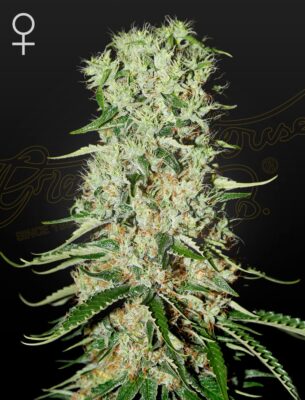 Damnesia Green House Seeds