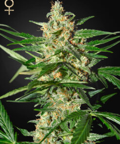 Damnesia Auto Green House Seeds
