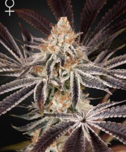 Dark Phoenix Green House Seeds