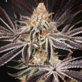 Dark Phoenix Green House Seeds