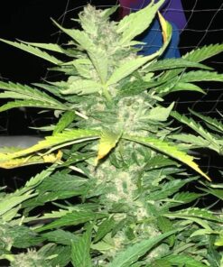 Desfran Auto Dutch Passion Seeds