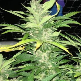 Desfran Auto Dutch Passion Seeds
