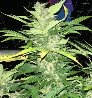 Desfran Auto Dutch Passion Seeds