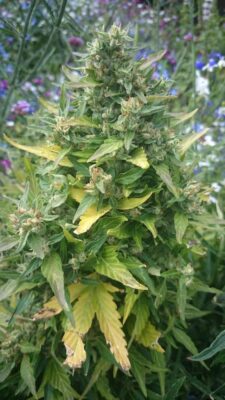 Duck Auto Dutch Passion Seeds