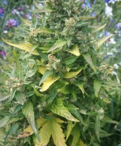 Duck Auto Dutch Passion Seeds