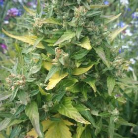 Duck Auto Dutch Passion Seeds
