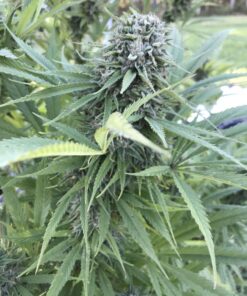 Eleven Roses Auto Delicious Seeds