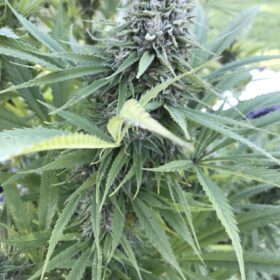 Eleven Roses Auto Delicious Seeds
