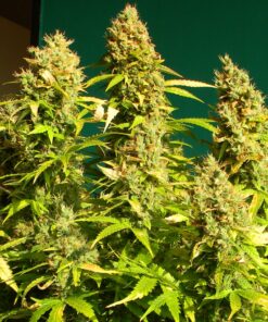 Euforia Auto Dutch Passion Seeds