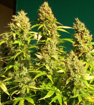 Euforia Auto Dutch Passion Seeds