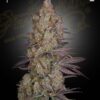 Exodus Cheese Green House Seeds