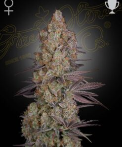 Exodus Cheese Green House Seeds