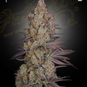 Exodus Cheese Green House Seeds