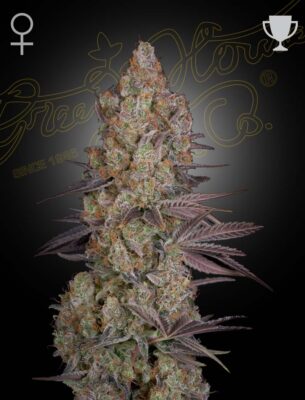 Exodus Cheese Green House Seeds