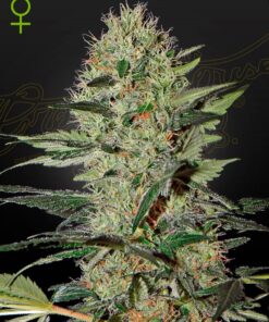 Exodus Cheese Auto Green House Seeds