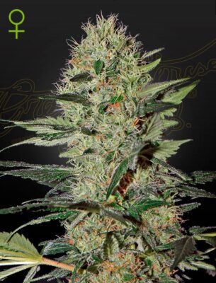 Exodus Cheese Auto Green House Seeds