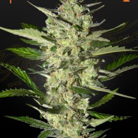 Flowerbomb Kush Green House Seeds
