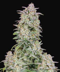 Forbidden Runtz Auto Fast Buds Seeds