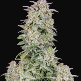 Forbidden Runtz Auto Fast Buds Seeds
