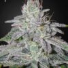 Franco's Lemon Cheese Green House Seeds
