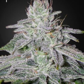 Franco's Lemon Cheese Green House Seeds