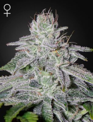 Franco's Lemon Cheese Green House Seeds