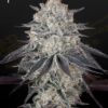 Fullgas Green House Seeds