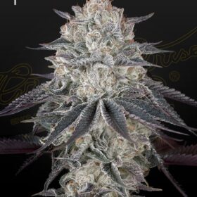 Fullgas Green House Seeds