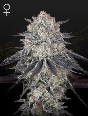 Fullgas Green House Seeds