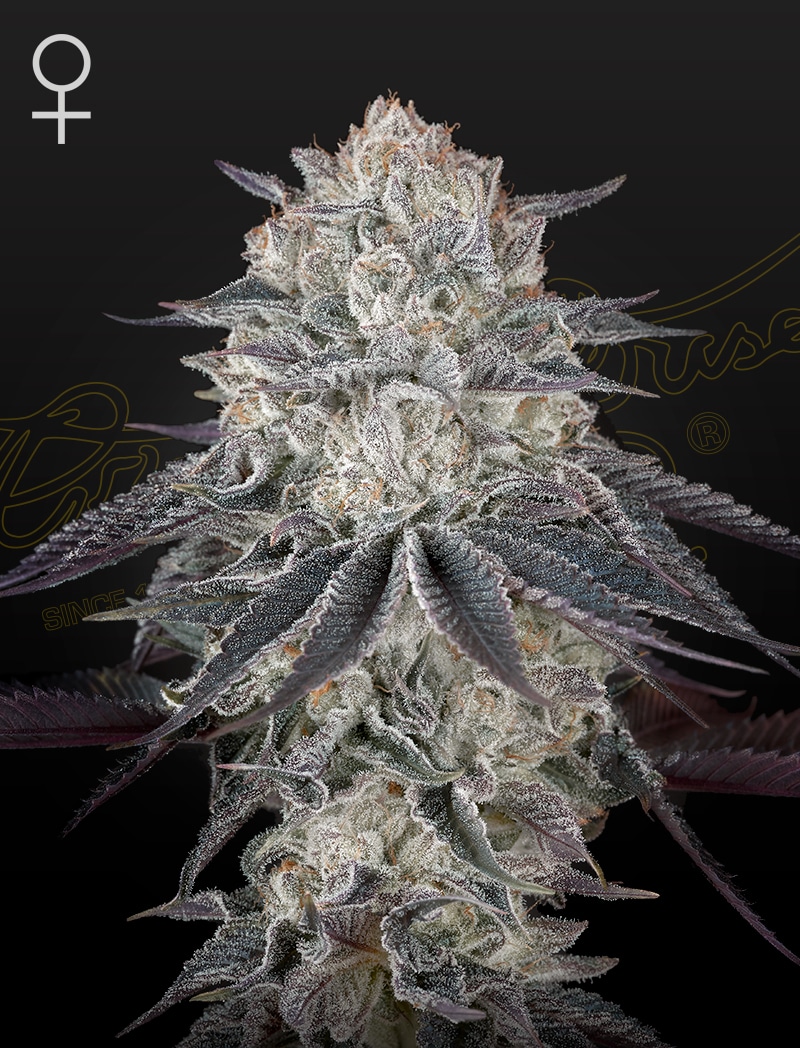Fullgas Green House Seeds