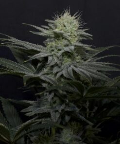 GG4 Sherbet FF Fast Buds Seeds