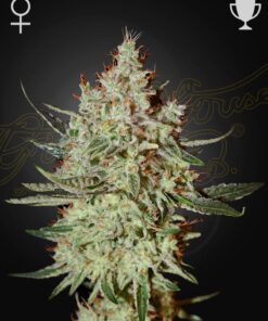 Cheese Green House Seeds